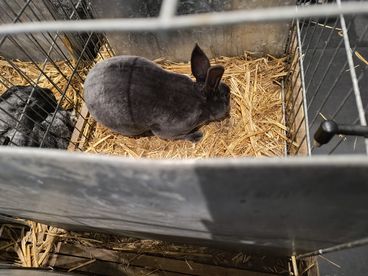 XX Ogólnopolska Wystawa Królików Rasowych w Wieluniu za nami